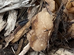 Peziza vesiculosa