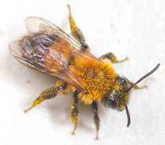 Andrena milwaukeensis
