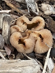 Peziza vesiculosa