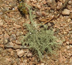 Usnea trichodea