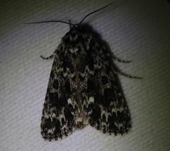 Acronicta fragilis