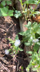 Stellaria pubera