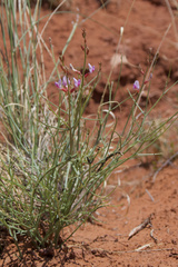 Astragalus episcopus