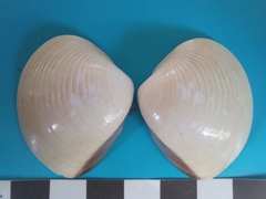 Meretrix