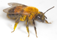 Andrena milwaukeensis