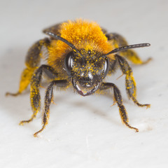Andrena milwaukeensis