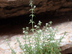 Galium stellatum eremicum