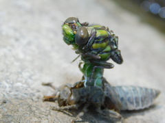 Ophiogomphus mainensis