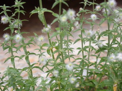 Galium stellatum eremicum