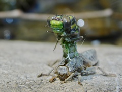 Ophiogomphus mainensis