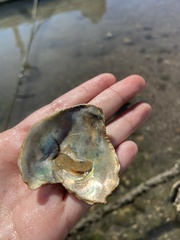Crepidula onyx