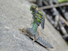 Ophiogomphus mainensis