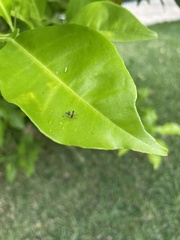 Araneomorphae