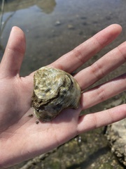 Crepidula onyx