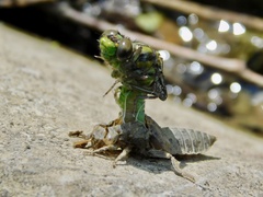 Ophiogomphus mainensis