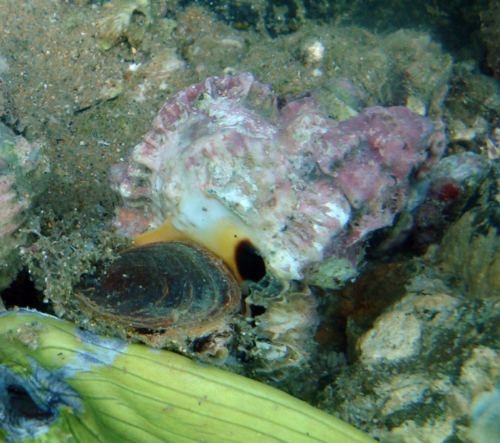Phyllonotus oculatus observed 2013-05-08