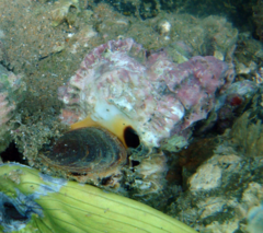 Phyllonotus oculatus