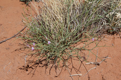 Astragalus episcopus