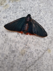 Chalypyge