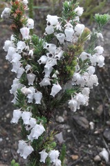 Erica glomiflora