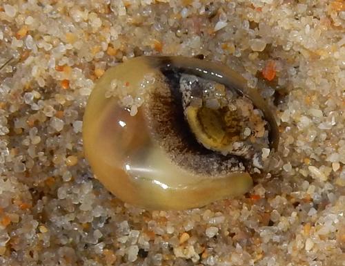 Nassarius kraussianus