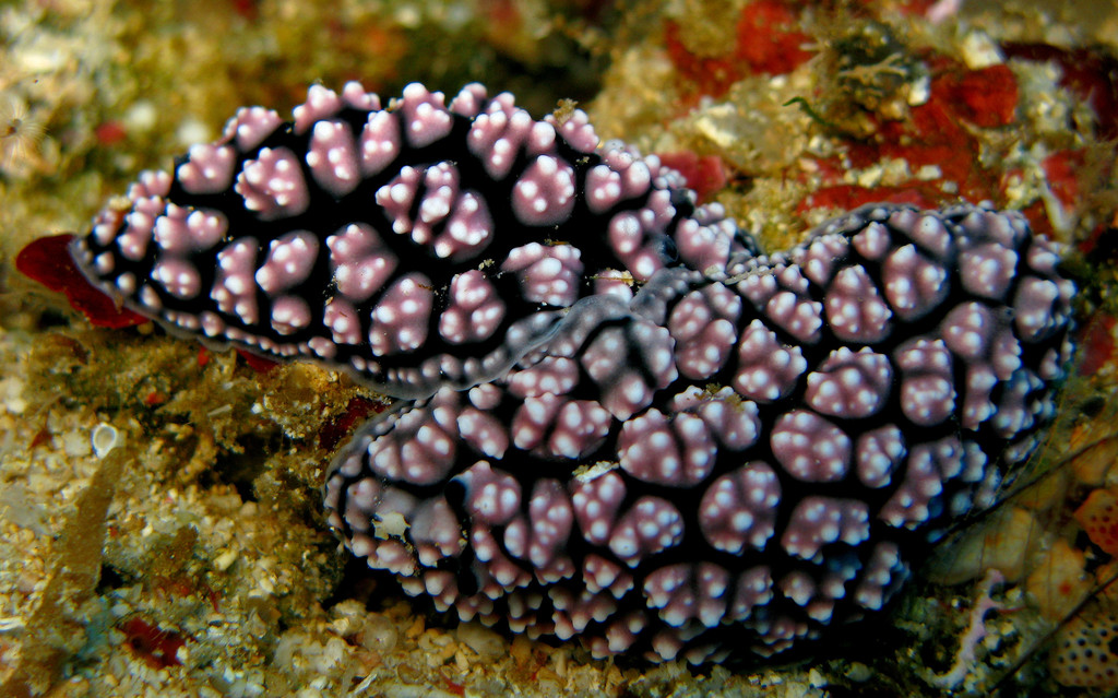 Phyllidiella