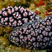 Phyllidiid Nudibranchs - Photo (c) Steve Childs, some rights reserved (CC BY)