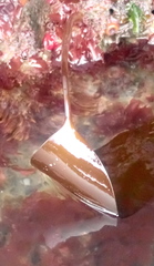 Laminaria setchellii