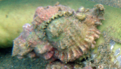 Phyllonotus oculatus
