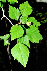 Crataegus flabellata