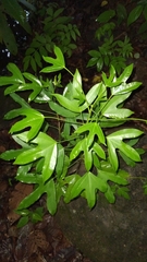 Dendropanax dentiger