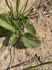 Rhynchosida physocalyx