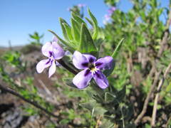 Jamesbrittenia fruticosa