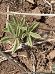 Lupinus texensis