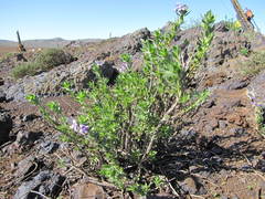 Jamesbrittenia fruticosa