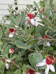 Feijoa