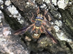 Polybiomyia bellardii