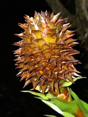 Guzmania triangularis