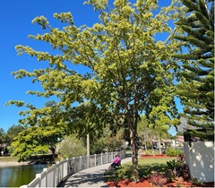 Terminalia molinetii