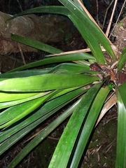 Guzmania triangularis