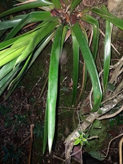 Guzmania triangularis