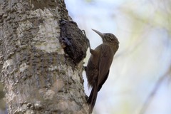 Dendrocolaptes picumnus