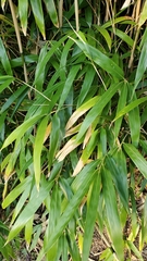 Pseudosasa japonica