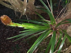 Guzmania triangularis