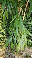 Pseudosasa japonica