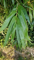 Pseudosasa japonica