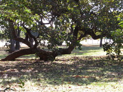 Caryocar brasiliense