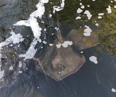 Hemitrygon fluviorum