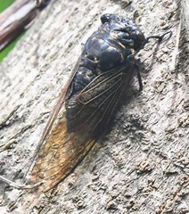 Cryptotympana mandarina