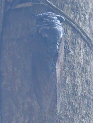 Cryptotympana mandarina